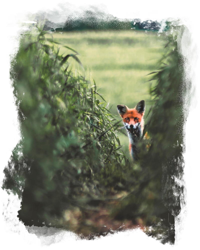 who is studio medulla